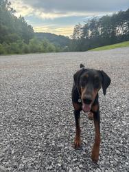 Lost Female Dog last seen Near tarklin valley rd, Knoxville tn, Knoxville, TN 37920