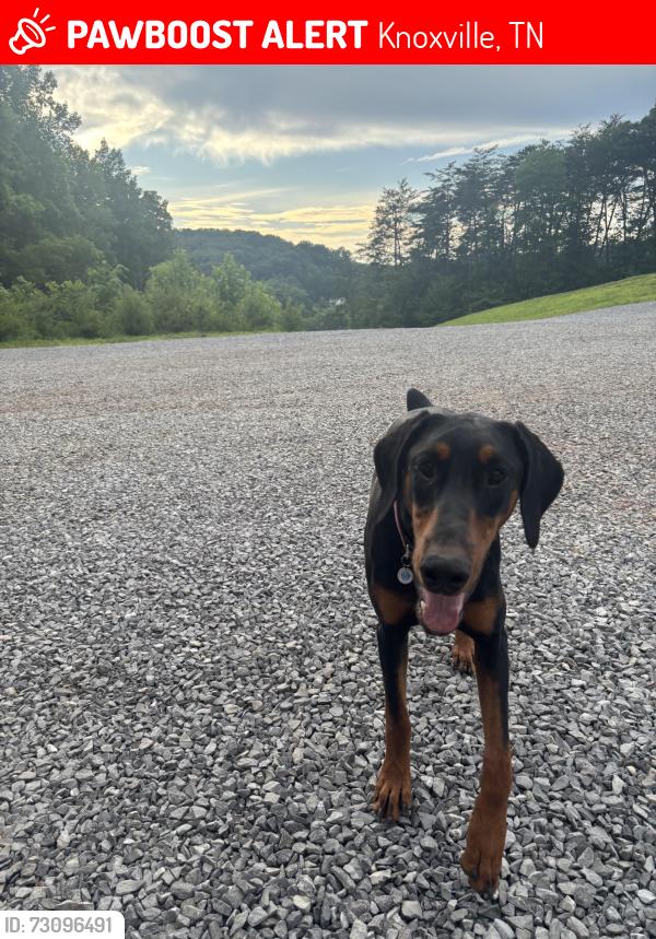 Lost Female Dog last seen Near tarklin valley rd, Knoxville tn, Knoxville, TN 37920