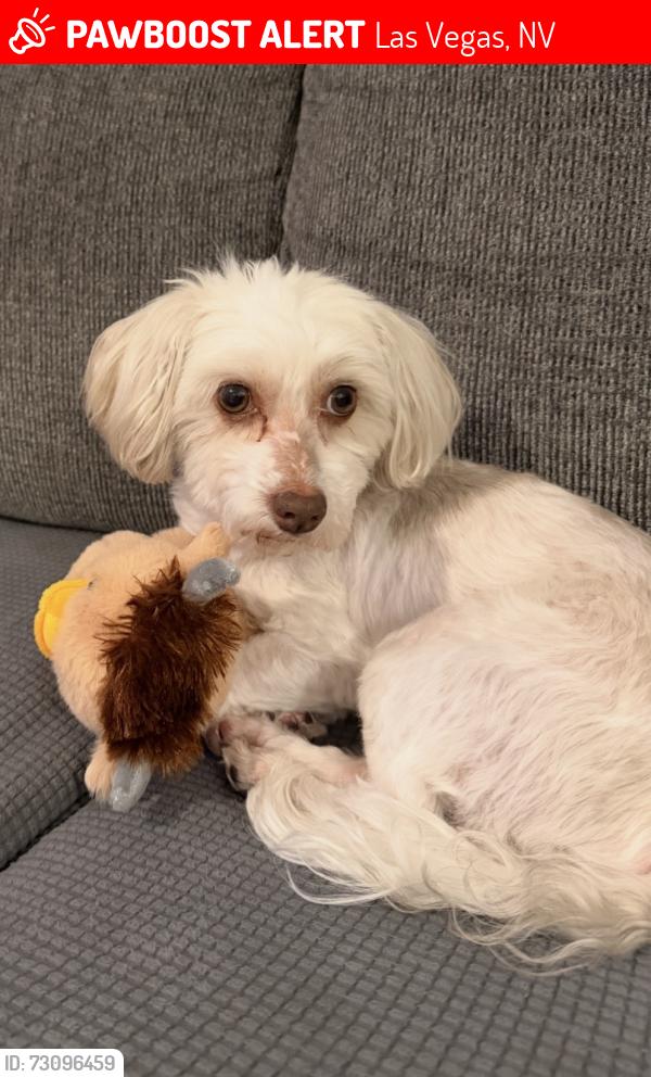 Lost Male Dog last seen Pecos and Carey, Las Vegas, NV 89115