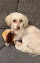 Lost Male Dog last seen Pecos and Carey, Las Vegas, NV 89115