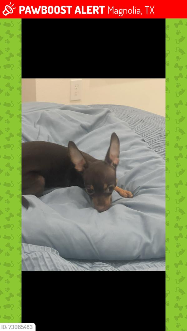 Lost Female Dog last seen Forrest West, Magnolia, TX 77354