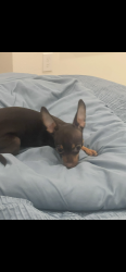 Lost Female Dog last seen Forrest West, Magnolia, TX 77354