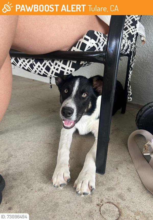 Found/Stray Male Dog last seen Prosperity, Tulare, CA 93274