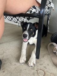 Found/Stray Male Dog last seen Prosperity, Tulare, CA 93274
