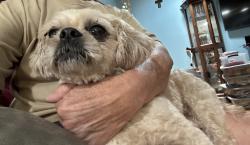 Found/Stray Unknown Dog last seen Woodard Ave., Cleburne, TX 76033