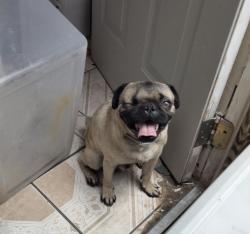 Reunited Male Dog last seen Near Arno St SE, Albuquerque, NM 87102, USA, Albuquerque, NM 87102