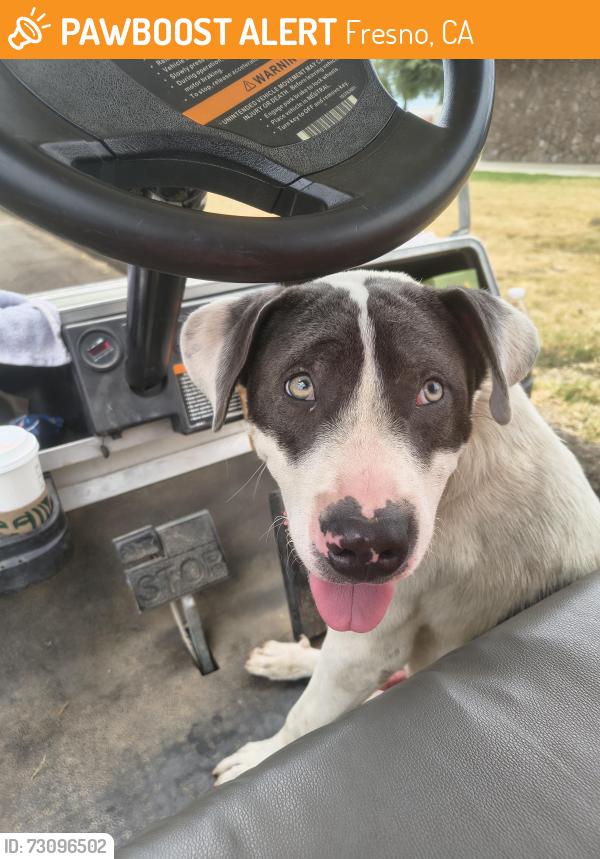 Found/Stray Male Dog last seen Karney park, Fresno, CA 93706