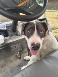 Found/Stray Male Dog last seen Karney park, Fresno, CA 93706