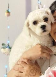 Lost Female Dog last seen Near Lake Forest dr, La Vergne, TN 37086