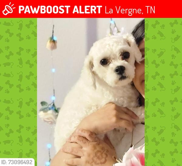 Lost Female Dog last seen Near Lake Forest dr, La Vergne, TN 37086