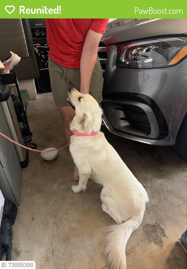 Reunited Female Dog last seen Virginia street between Anamor and Kansas, Redwood City, CA 94061