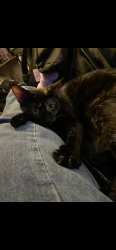 Lost Female Cat last seen Cedar and 52nd, Riverside, CA 92509