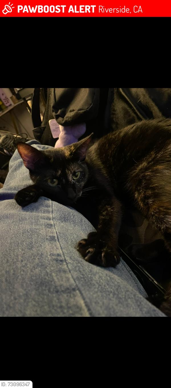 Lost Female Cat last seen Cedar and 52nd, Riverside, CA 92509