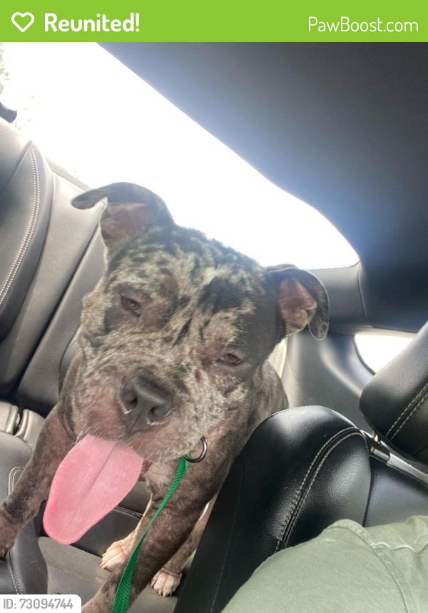 Reunited Unknown Dog last seen Citrus Grove & 130 Ave N, The Acreage, FL 33470