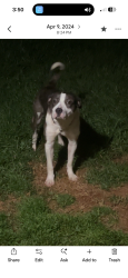 Reunited Female Dog last seen Hey 49, Burlington, NC 27217