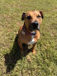 Lost Female Dog last seen Graham rd and Lamms Grove Rd, Cameron, NC 28326
