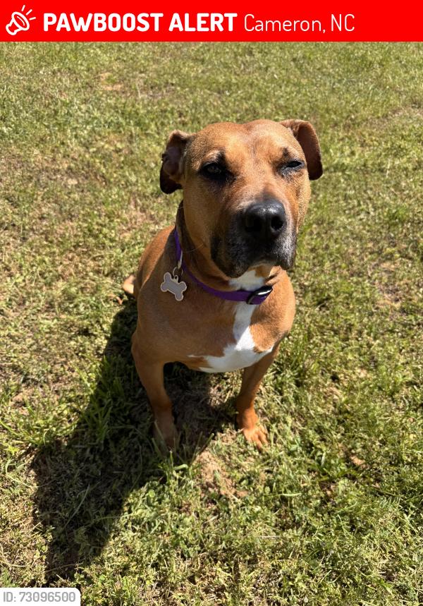 Lost Female Dog last seen Graham rd and Lamms Grove Rd, Cameron, NC 28326