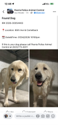 Reunited Unknown Dog last seen 89th ave / camelback, Queens, NY 11433