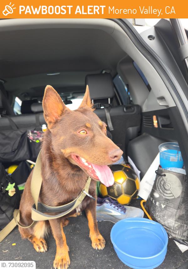 Found/Stray Male Dog last seen Sprouts off Hemlock & 60 east, Moreno Valley, CA 92557