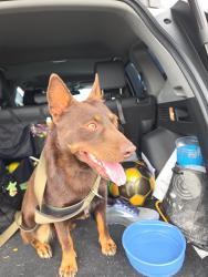 Found/Stray Male Dog last seen Sprouts off Hemlock & 60 east, Moreno Valley, CA 92557