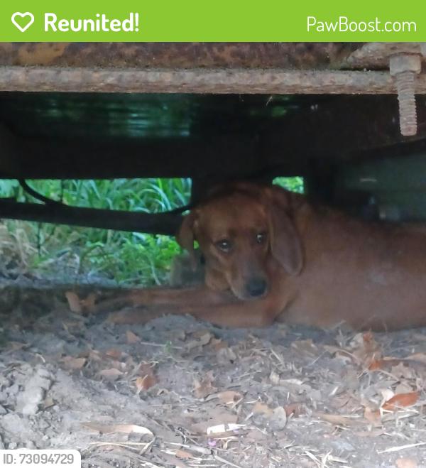 Reunited Unknown Dog last seen Lake mac road , DeLand, FL 32720