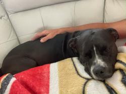 Reunited Male Dog last seen  forzando, Spring Hill, FL 34604