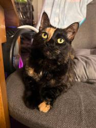 Lost Female Cat last seen Essex st and Becket st, Salem, MA 01970