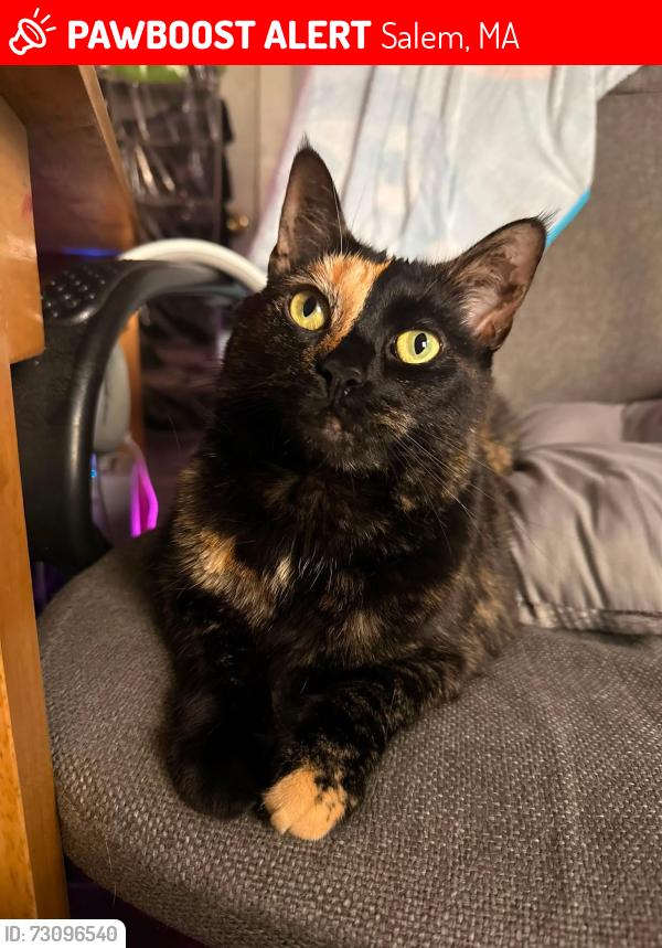 Lost Female Cat last seen Essex st and Becket st, Salem, MA 01970