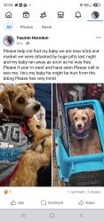 Lost Male Dog last seen Near and market, Philadelphia, PA 19139