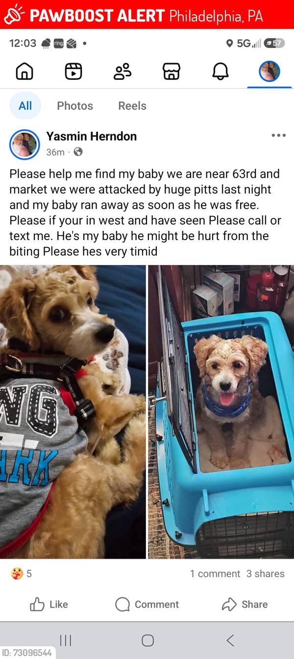 Lost Male Dog last seen Near and market, Philadelphia, PA 19139