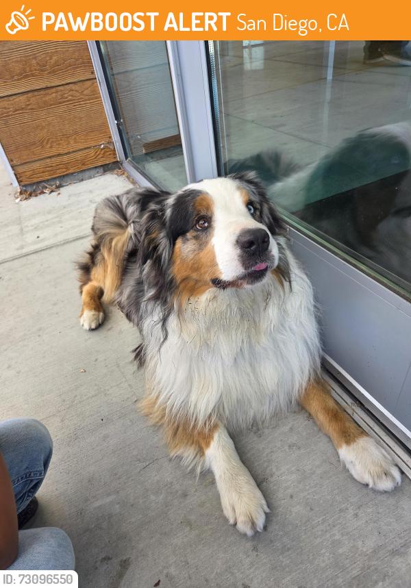 Found/Stray Male Dog last seen LMEC, San Diego, CA 92113
