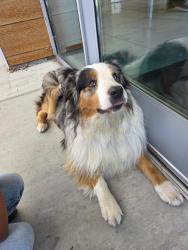 Found/Stray Male Dog last seen LMEC, San Diego, CA 92113