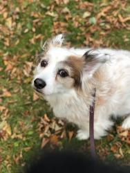 Lost Female Dog last seen Independence blvd and Weldon st, Virginia Beach, VA 23455