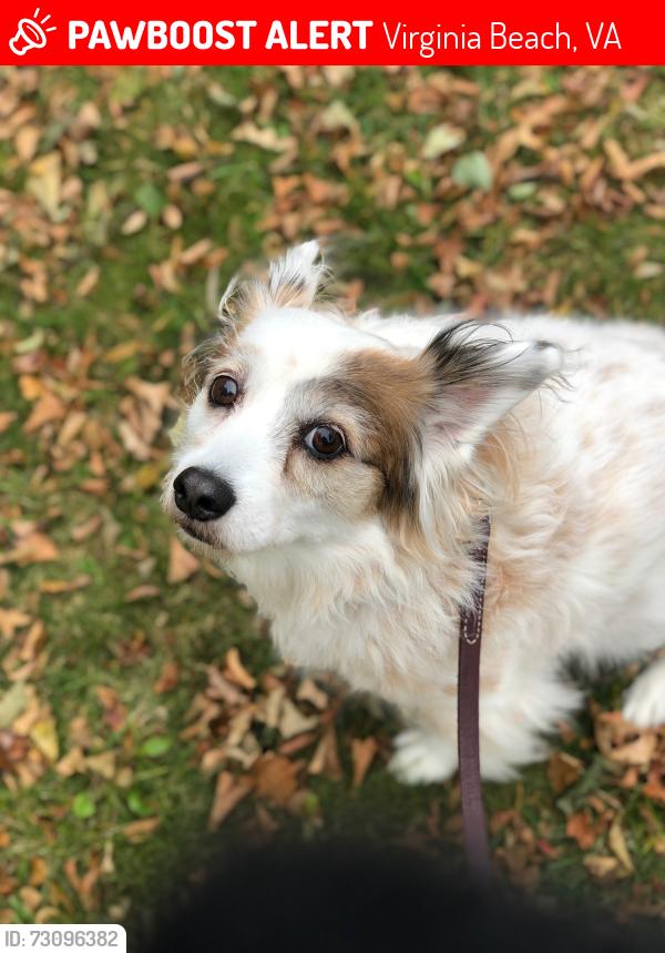 Lost Female Dog last seen Independence blvd and Weldon st, Virginia Beach, VA 23455