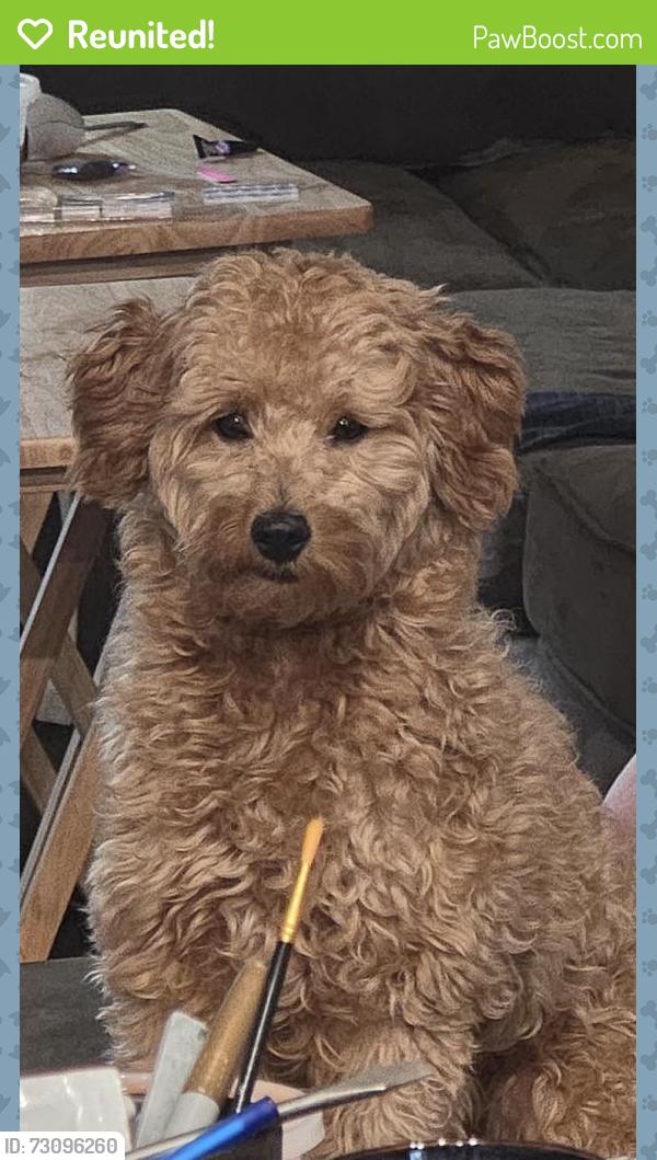 Reunited Female Dog last seen Near SW 24th Cir, Ocala, FL 34473, USA, Ocala, FL 34473