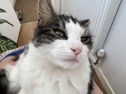 Reunited Male Cat last seen Portsmouth road, next to Vauxhall and Jeep garages, , England SO19 9NA