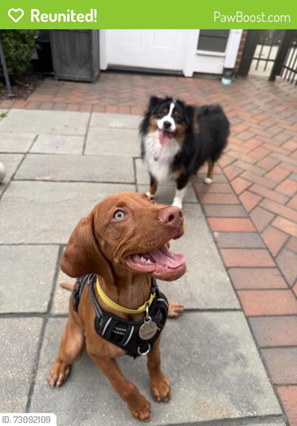 Reunited Male Dog last seen Marina Grand Hotel / Sunset Shores, New Buffalo, MI 49117