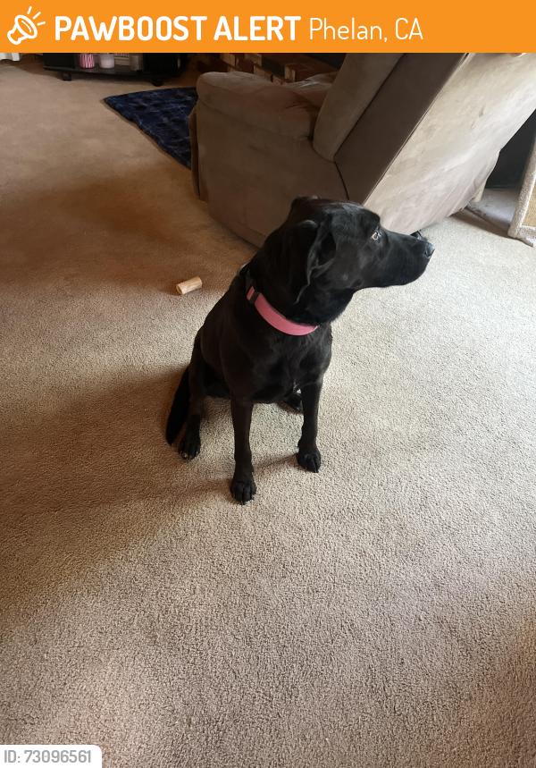 Found/Stray Female Dog last seen Calvary Chapel Phelan, Phelan, CA 92371