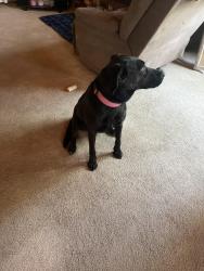 Found/Stray Female Dog last seen Calvary Chapel Phelan, Phelan, CA 92371