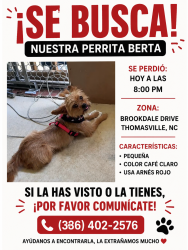 Lost Female Dog last seen Near Brookdale Drive, Thomasville, NC 27360