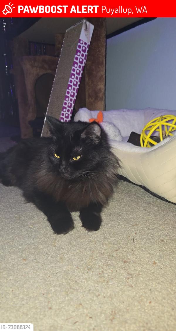 Lost Female Cat last seen Todd's nursery and landscaping, Puyallup, WA 98374