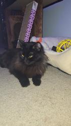 Lost Female Cat last seen Todd's nursery and landscaping, Puyallup, WA 98374