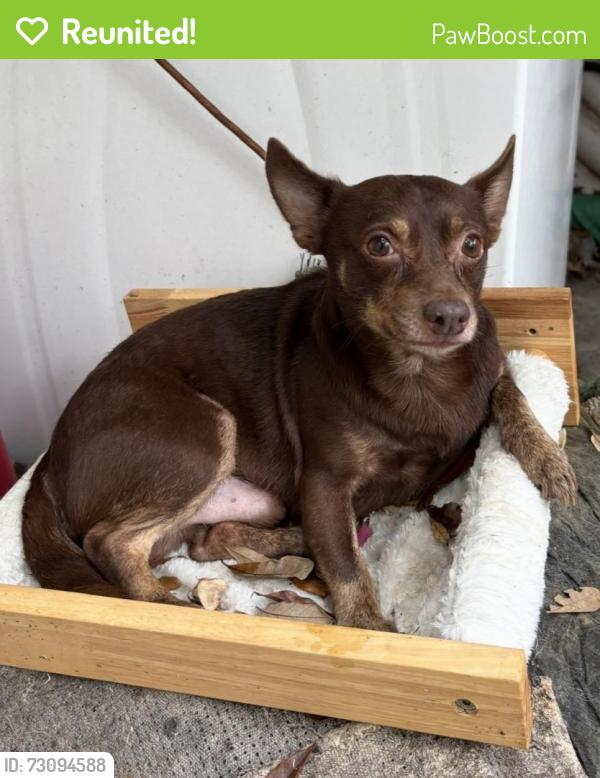 Reunited Male Dog last seen Columbus Drive & 10th Street, Tampa, FL 33605