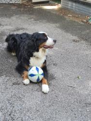 Reunited Male Dog last seen Rutledge and Manning, Indianapolis, IN 46228