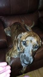 Lost Female Dog last seen CR 673 Bushnell fl, Bushnell, FL 33513