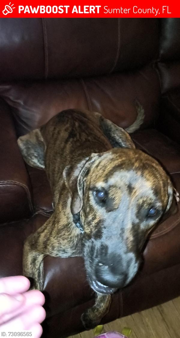 Lost Female Dog last seen CR 673 Bushnell fl, Bushnell, FL 33513