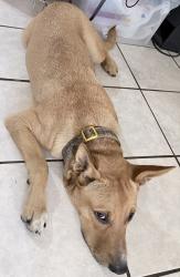 Found/Stray Male Dog last seen HEB Austin Highway, San Antonio, TX 78218