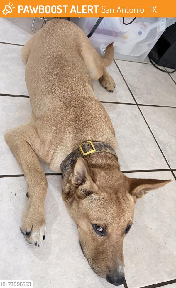 Found/Stray Male Dog last seen HEB Austin Highway, San Antonio, TX 78218
