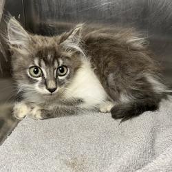 Shelter Stray Male Cat last seen , 4575 E Mesquite Ave, Palm Springs, CA 92264, USA