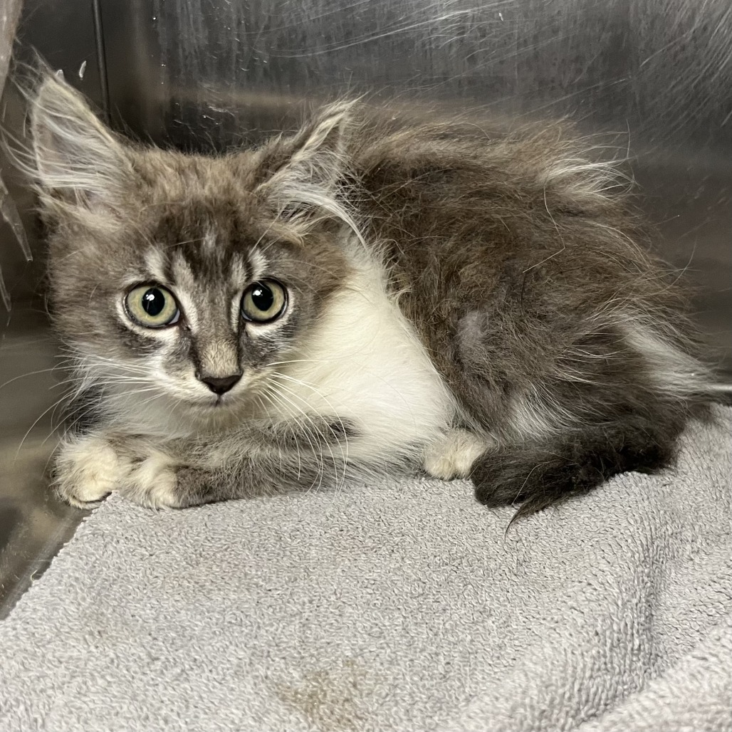 Shelter Stray Male Cat last seen , 4575 E Mesquite Ave, Palm Springs, CA 92264, USA